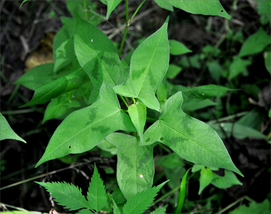 Image of Truellum thunbergii specimen.