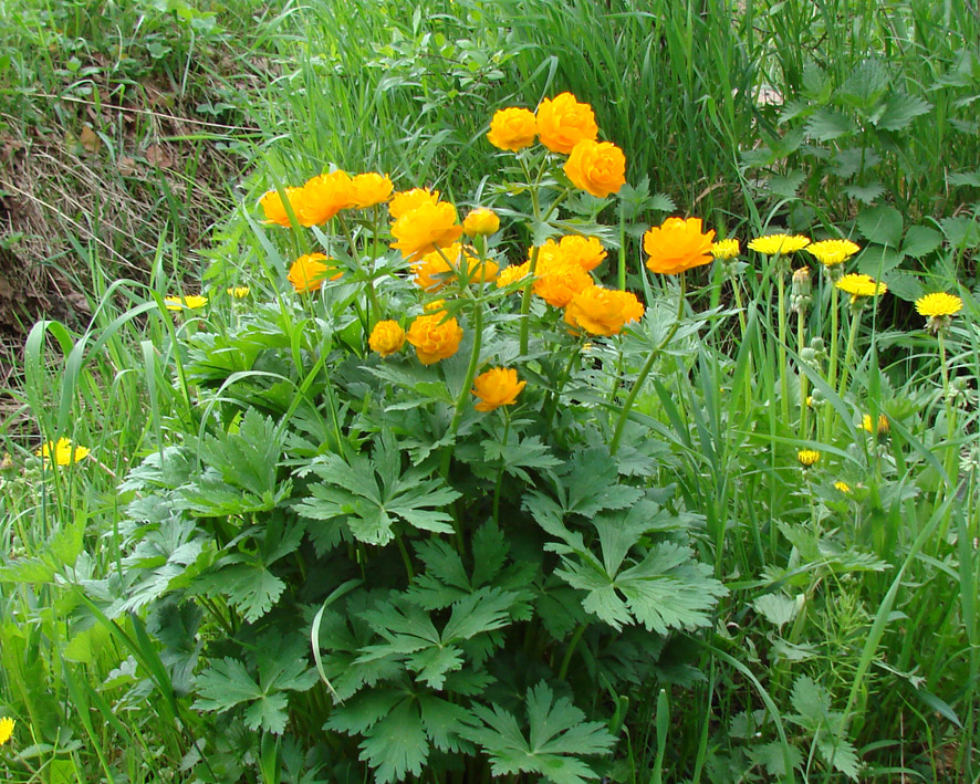 Изображение особи Trollius asiaticus.