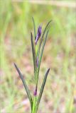 Dianthus superbus