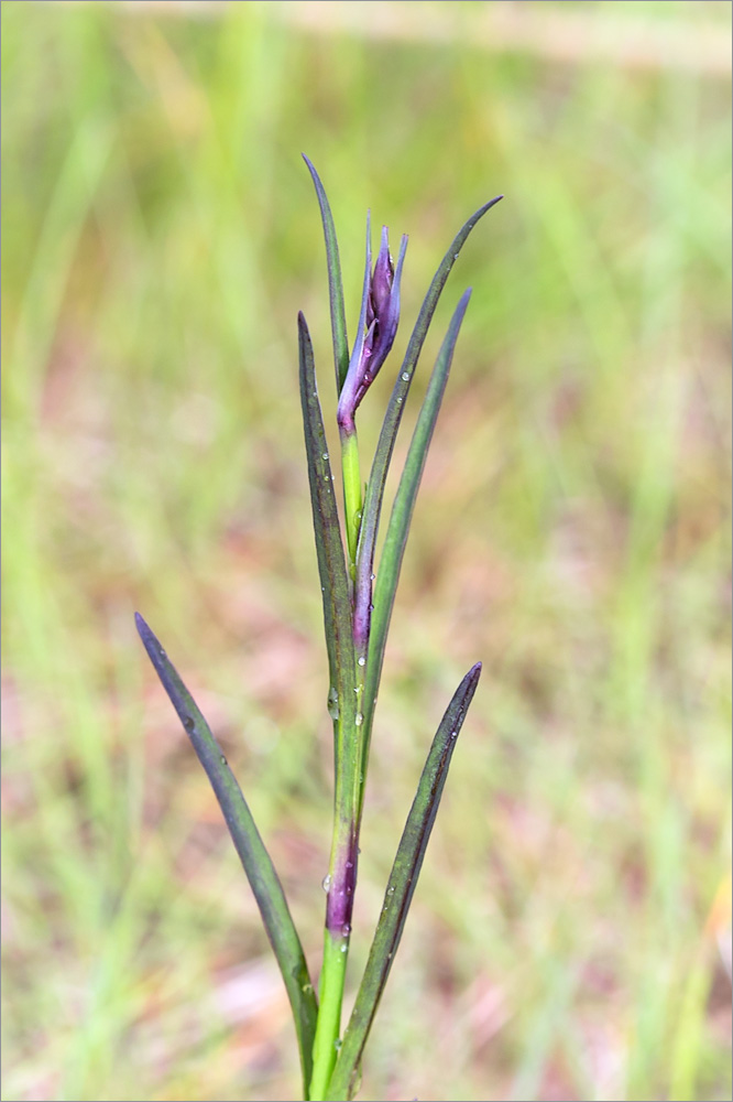 Изображение особи Dianthus superbus.