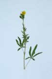Potentilla recta. Верхушка цветущего растения. Республика Молдова, пригород Кишинёва. 17 июня 2009 г.