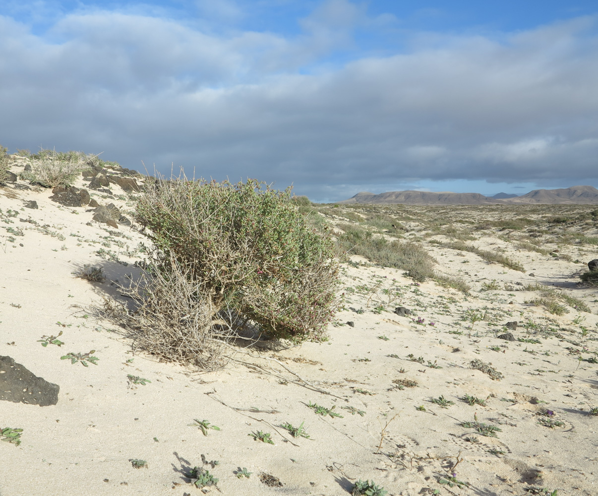Image of Salsola divaricata specimen.