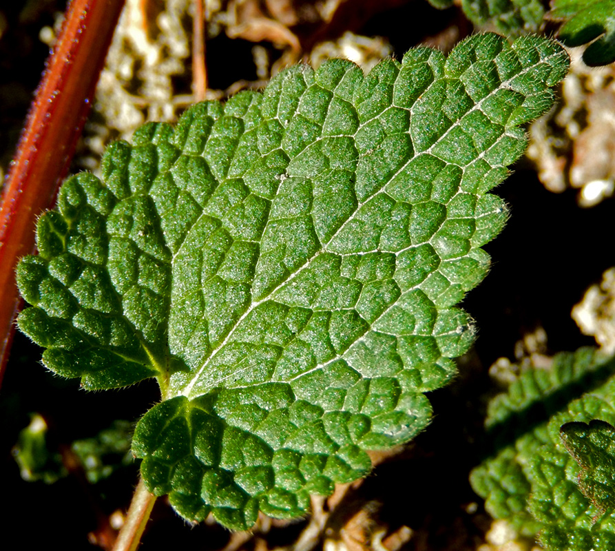 Изображение особи Lamium purpureum.