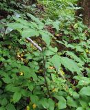 Arisaema peninsulae. Растение с незрелыми плодами. Сахалинская обл., Южно-Курильский р-н, о-в Кунашир, долина р. Заливная. 16.08.2014.