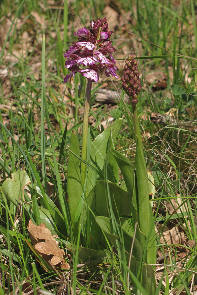 Image of Orchis purpurea specimen.