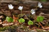 Oxalis acetosella. Цветущие растения. Приморский край, окр. г. Владивостока, чернопихтово-широколиственный лес. 27.04.2016.