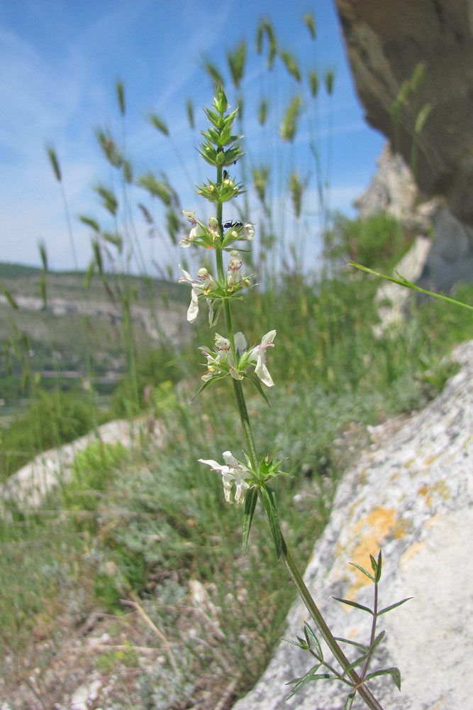 Image of Stachys atherocalyx specimen.