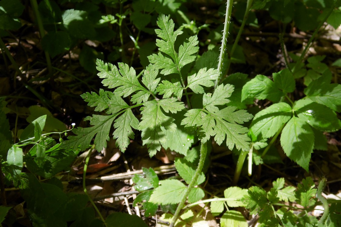 Изображение особи Physocaulis nodosus.