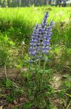 Ajuga reptans