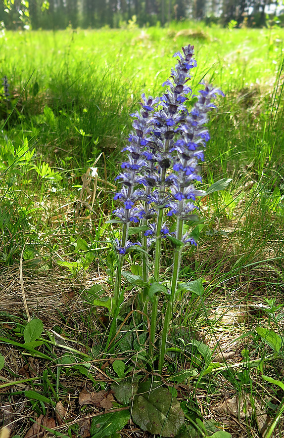 Image of Ajuga reptans specimen.