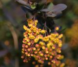 Berberis vulgaris f. atropurpurea