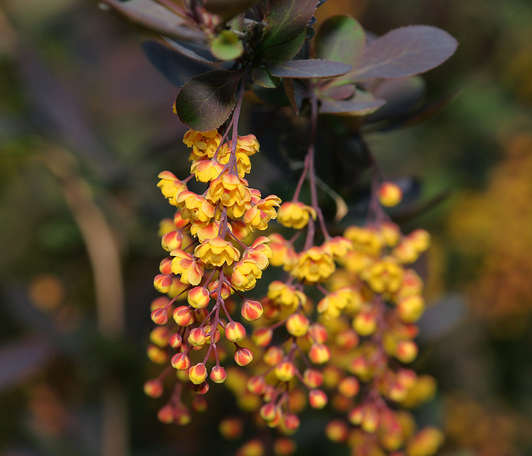 Изображение особи Berberis vulgaris f. atropurpurea.