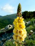 Verbascum spectabile