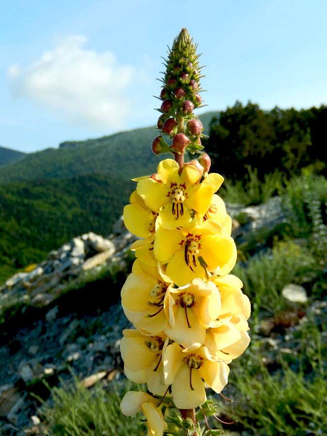 Image of Verbascum spectabile specimen.