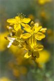 Hypericum empetrifolium. Цветки. Греция, о. Крит, холмы в южной окр. Ретимно (Ρέθυμνο), обочина грунтовой дороги. 02.05.2014.