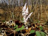 Corydalis repens. Цветущее растение. Приморье, Партизанский р-н, окр. пос. Лозовый, на поляне в смешанном лесу. 21.04.2016.