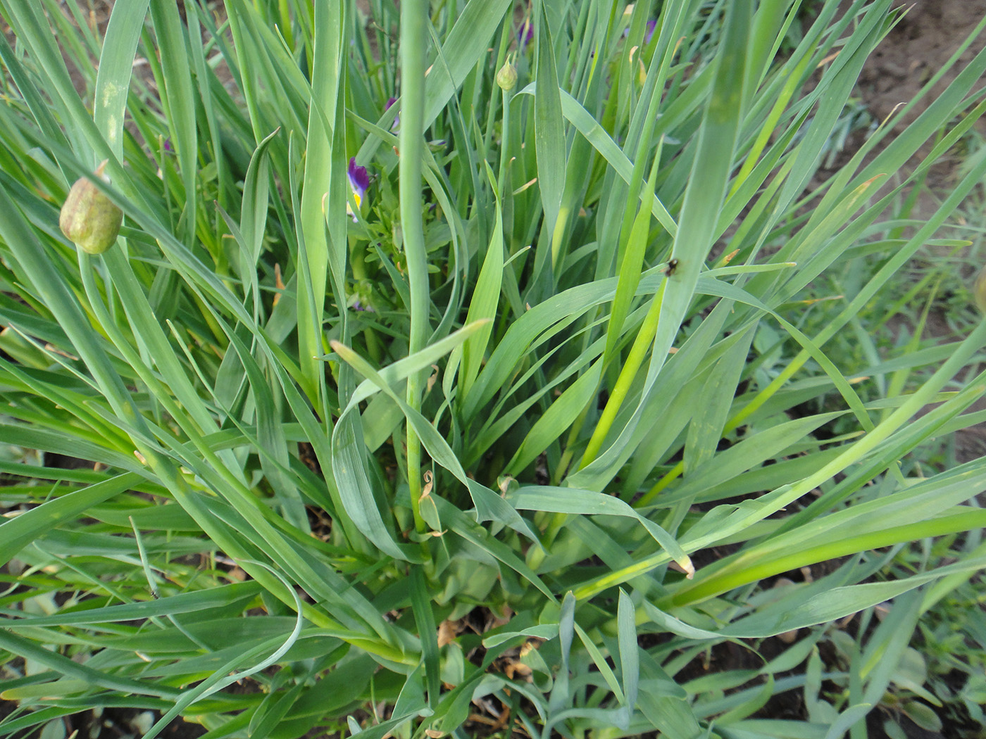 Изображение особи Allium obliquum.