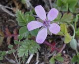 genus Erodium