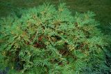 Thuja occidentalis