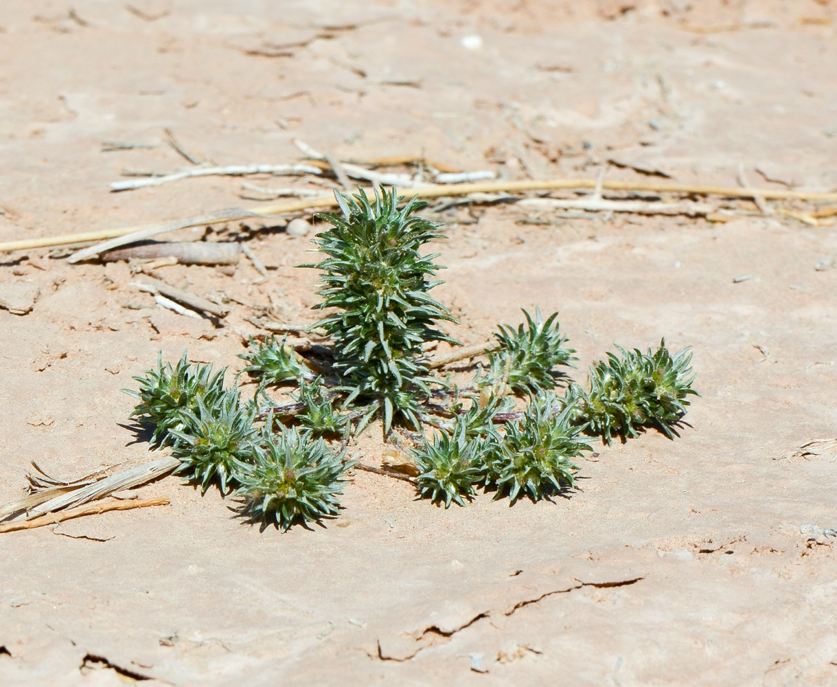 Изображение особи Ifloga spicata ssp. albescens.