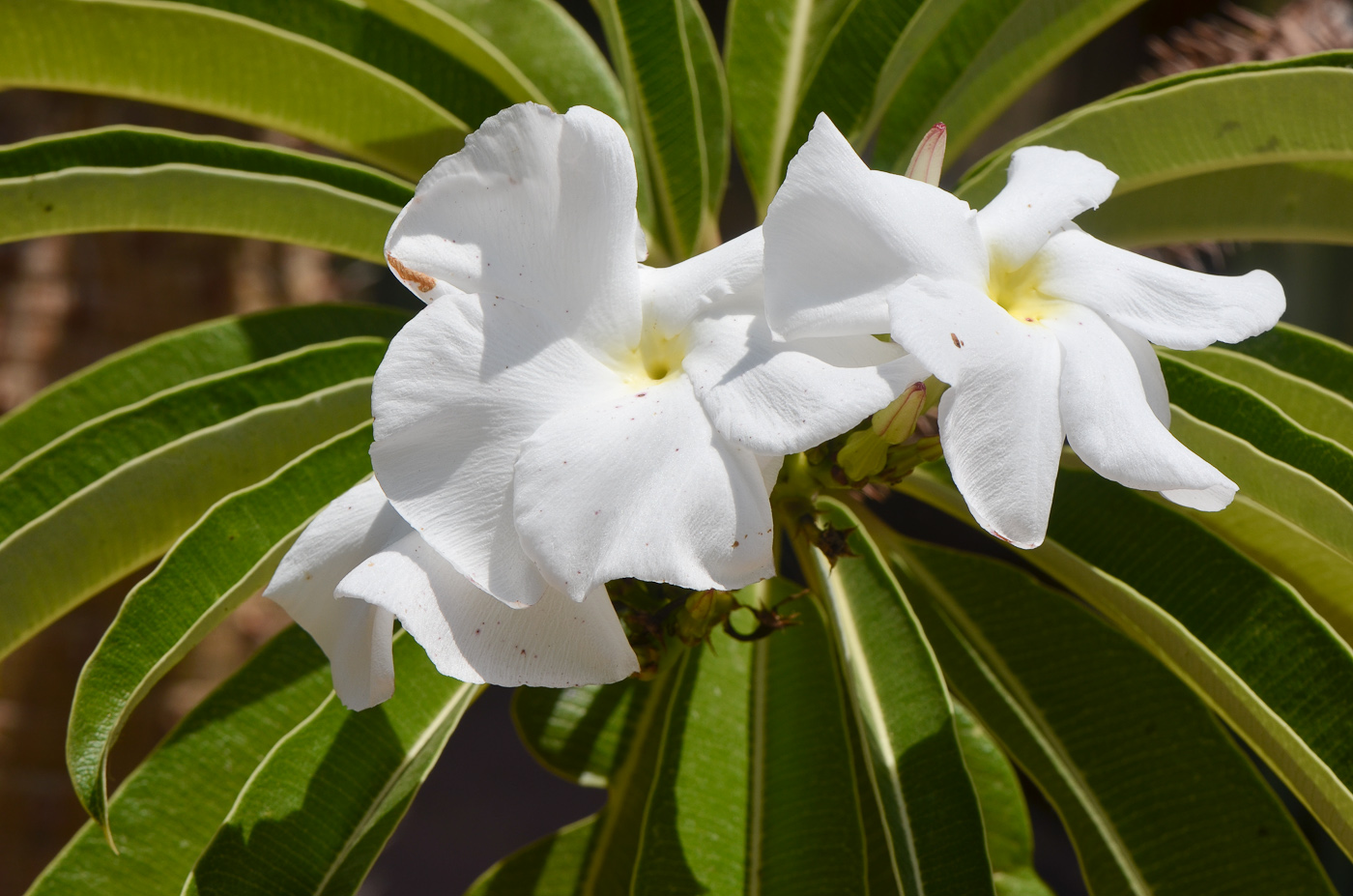 Изображение особи Pachypodium lamerei.