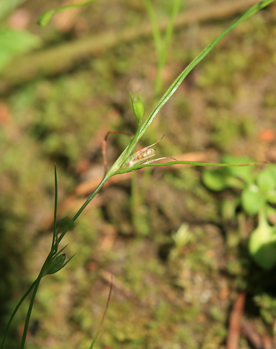 Image of Juncus ambiguus specimen.