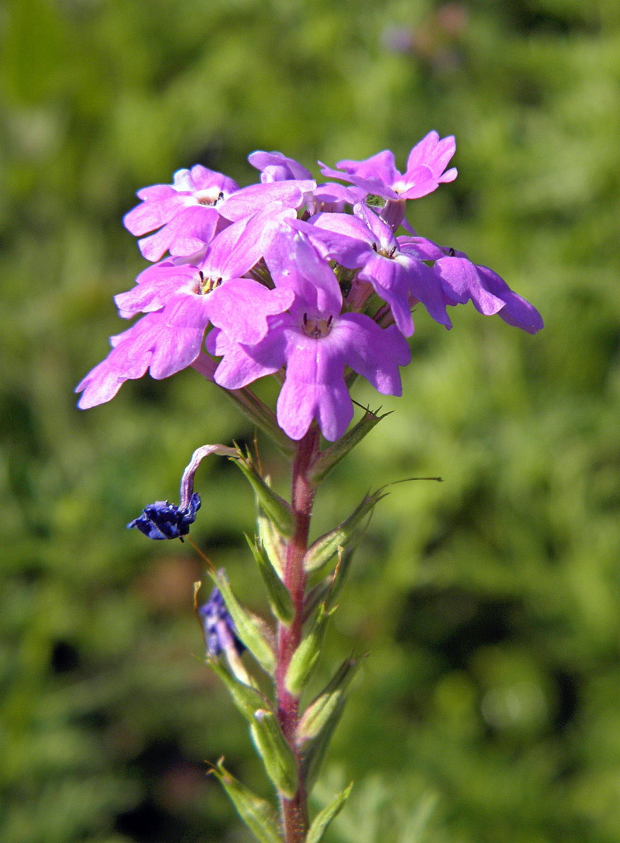 Image of Glandularia pulchella specimen.