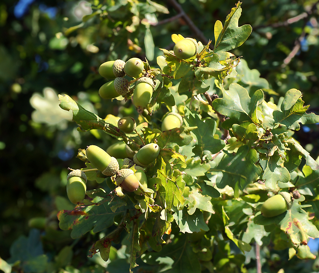 Image of Quercus robur specimen.