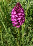 Anacamptis pyramidalis