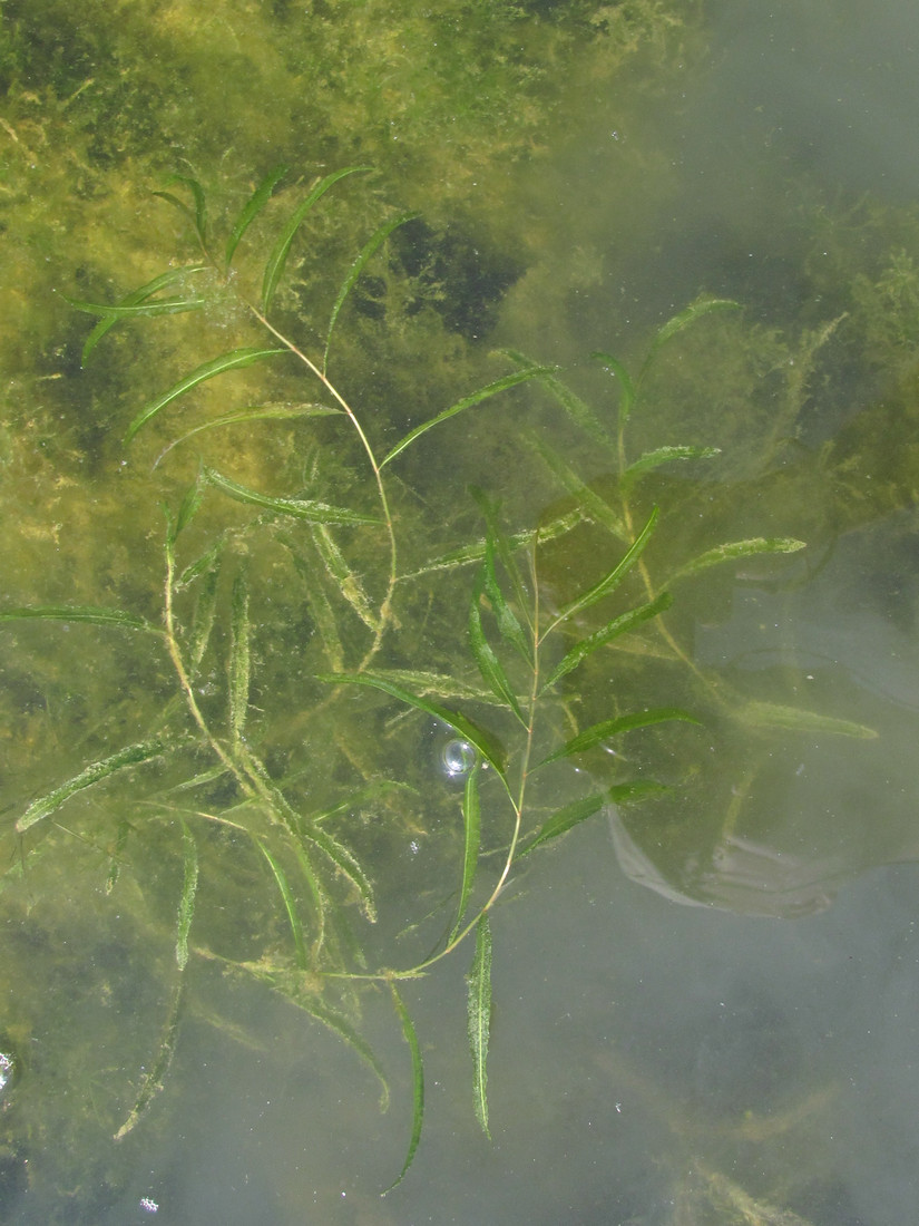 Изображение особи Potamogeton gramineus.