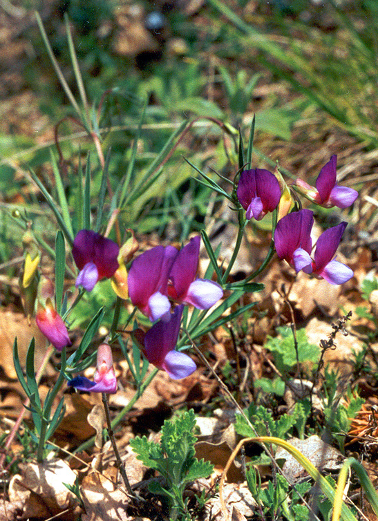 Image of Lathyrus digitatus specimen.