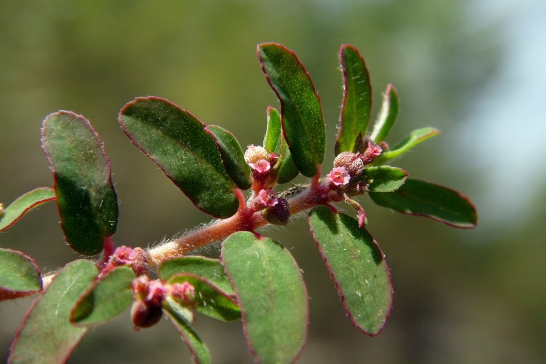 Image of Euphorbia maculata specimen.