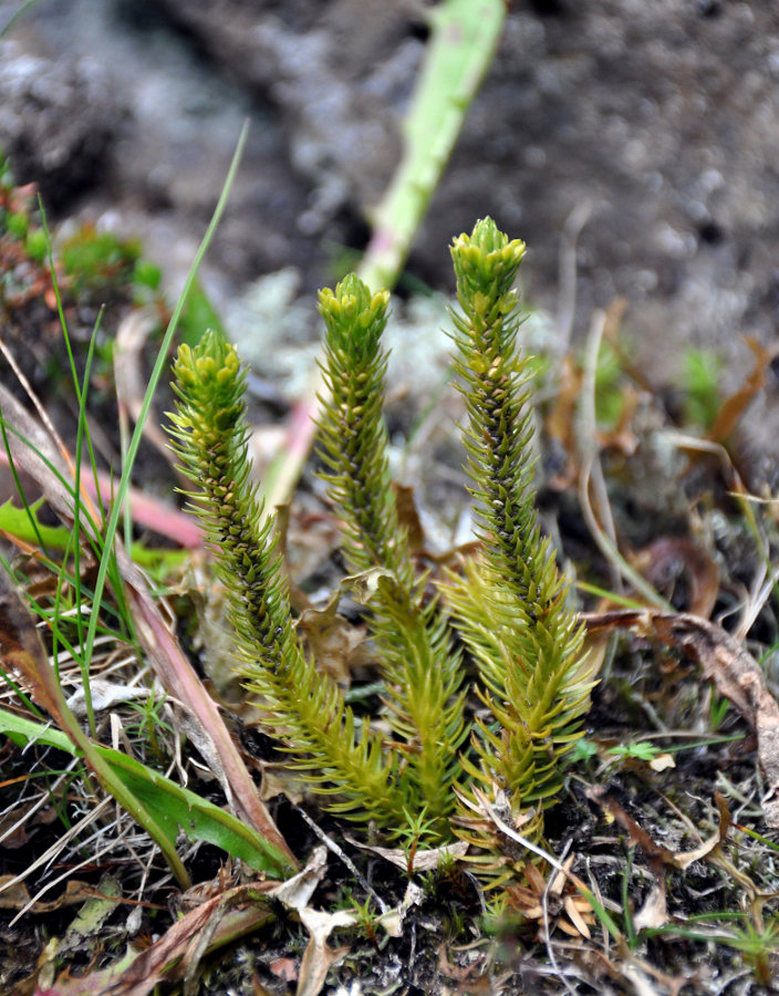 Image of Huperzia selago specimen.