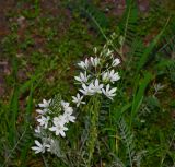 Ornithogalum narbonense