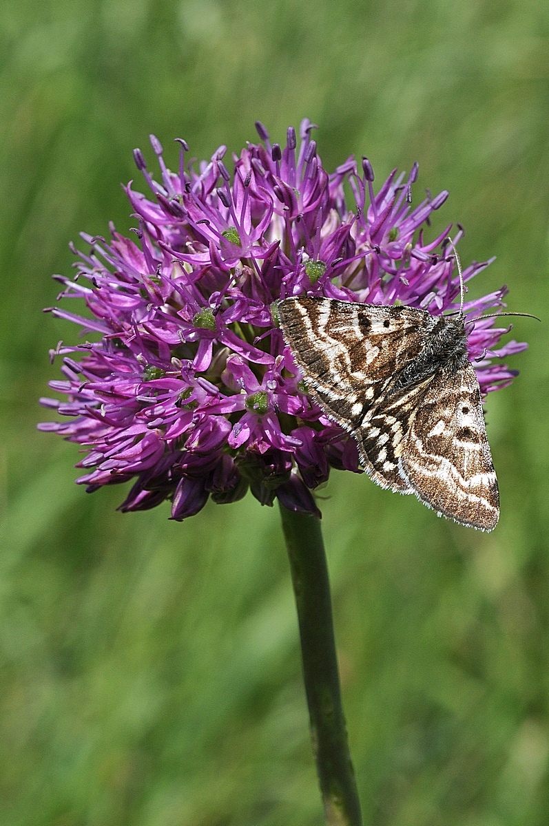 Image of Allium sewerzowii specimen.