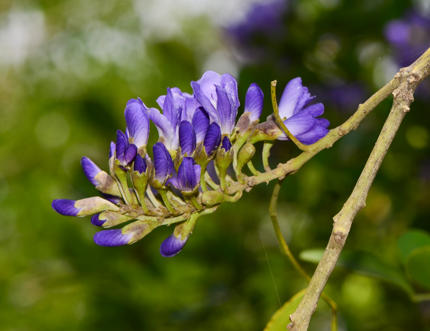Изображение особи Sophora secundiflora.