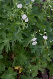 Geranium phaeum. Цветущие растения (белоцветковая форма). Республика Алтай, Шебалинский р-н, с. Камлак, Горно-Алтайский ботанический сад, экспозиция. 08.06.2016.