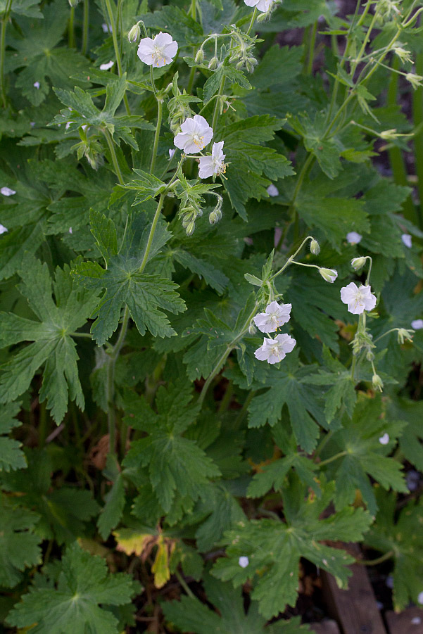 Изображение особи Geranium phaeum.