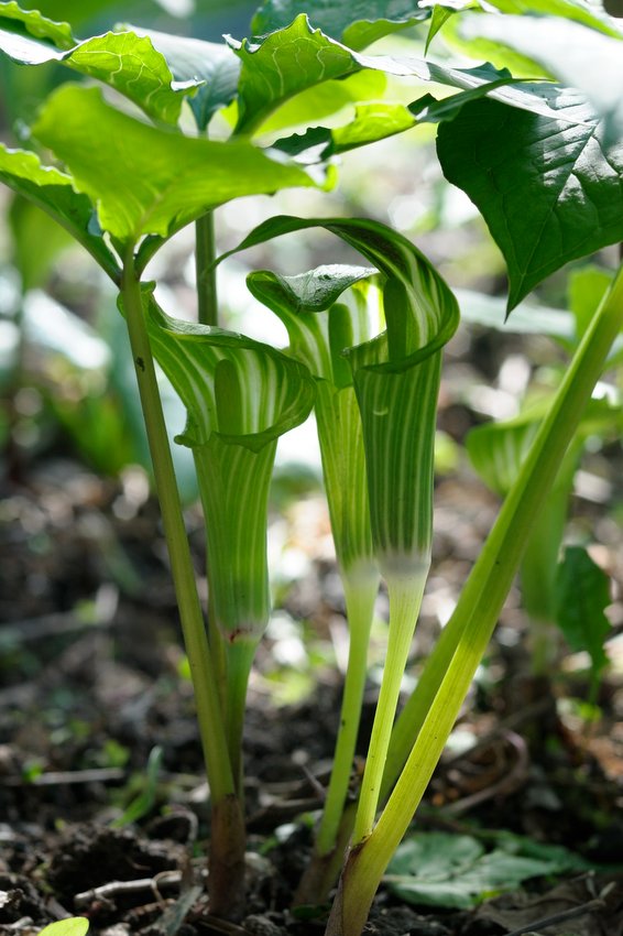 Image of Arisaema amurense specimen.