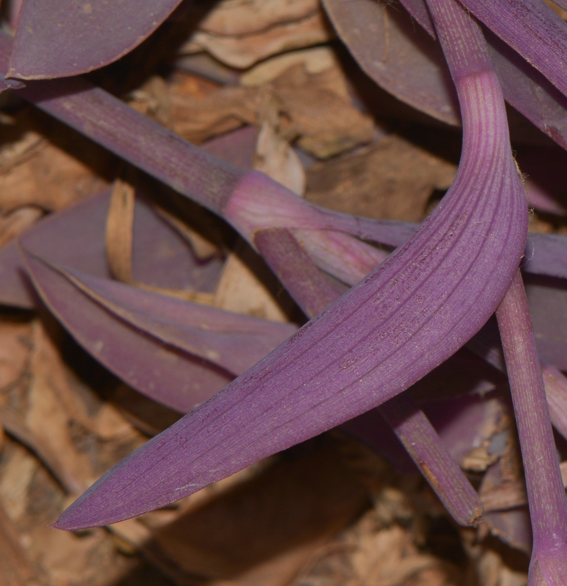 Изображение особи Tradescantia pallida.