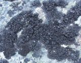 Image of specimen