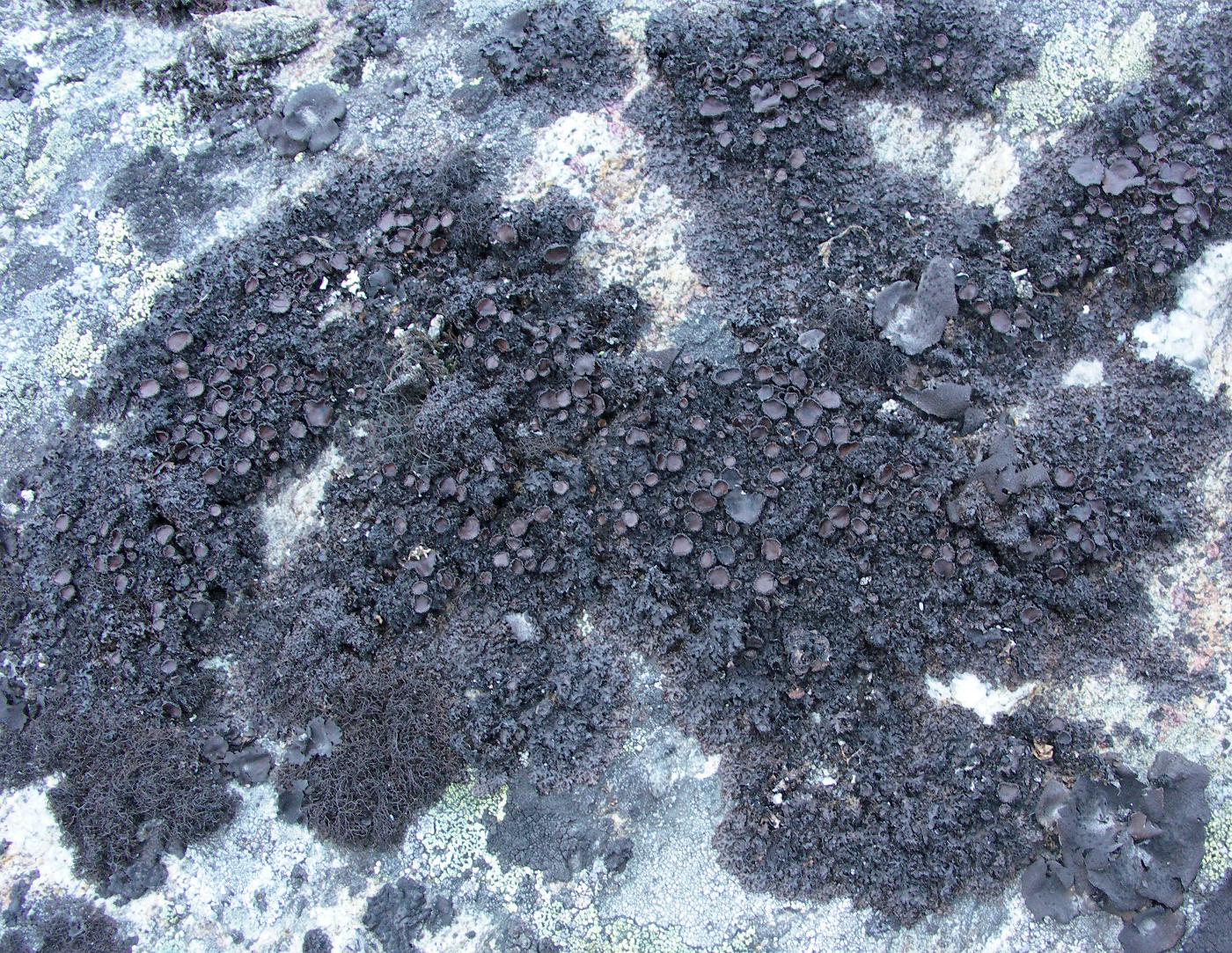 Image of Melanelia panniformis specimen.