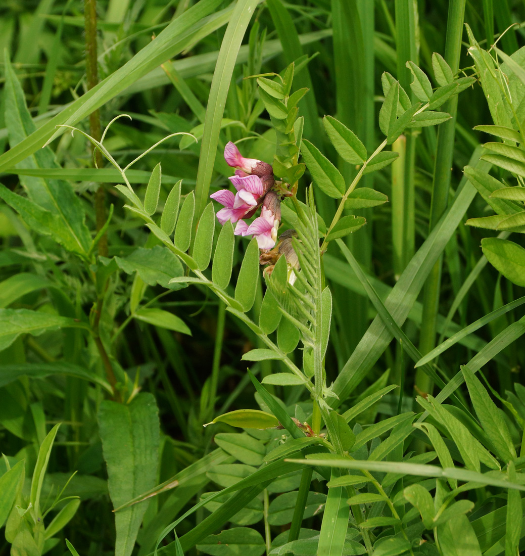 Изображение особи Vicia sepium.