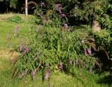 Buddleja davidii