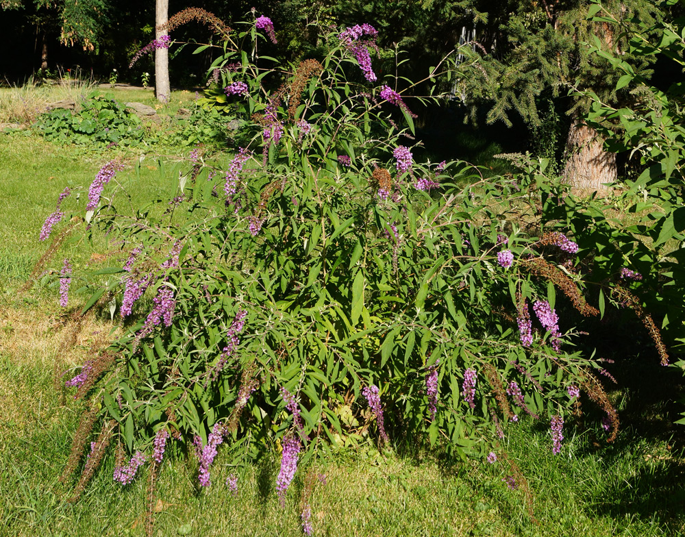 Image of Buddleja davidii specimen.