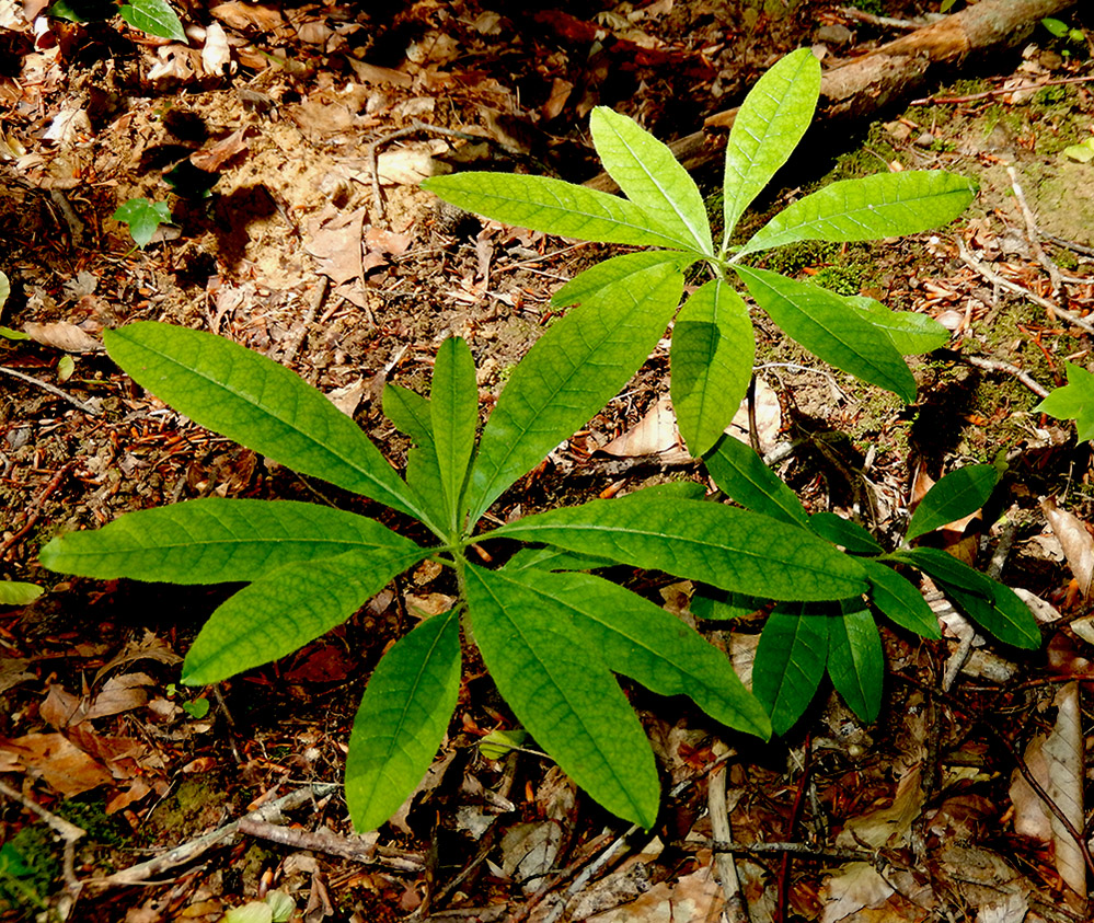 Image of Rhododendron luteum specimen.