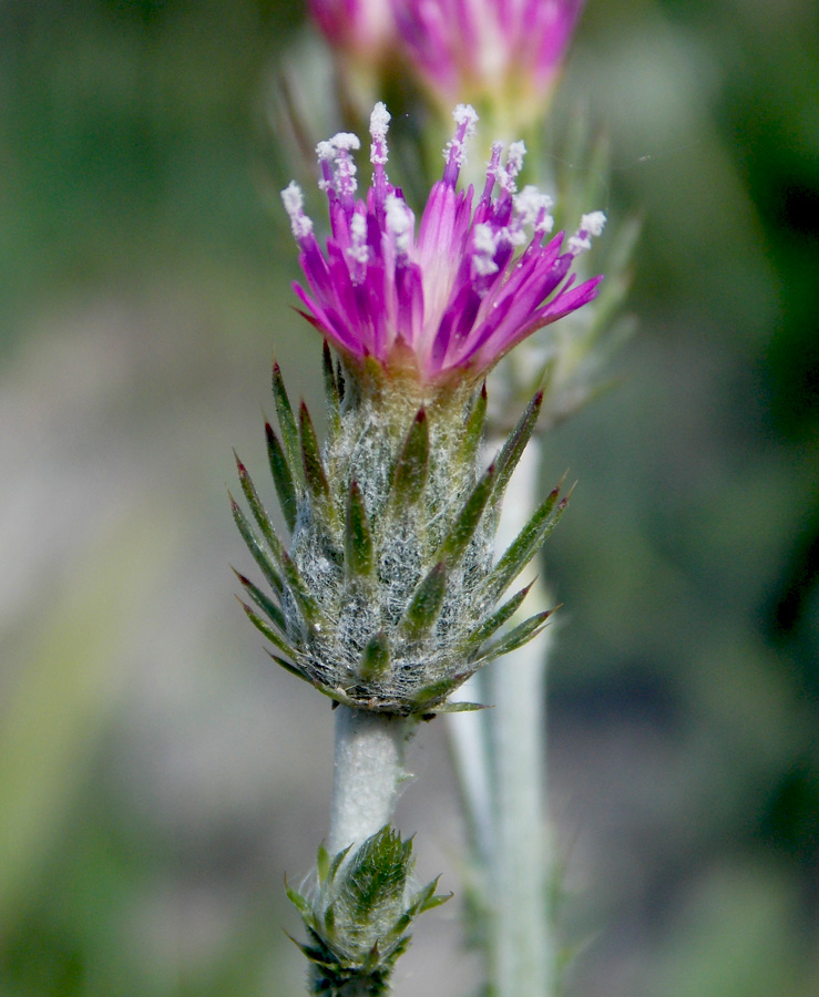 Image of Carduus cinereus specimen.