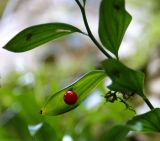 Ruscus colchicus