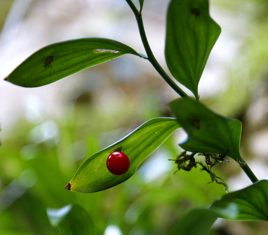 Изображение особи Ruscus colchicus.