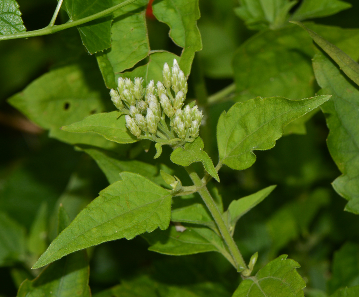 Image of Chromolaena odorata specimen.